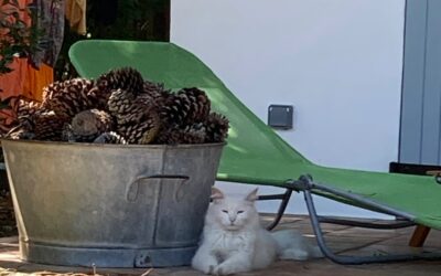 « Comment faire des vacances un outil stratégique de prévention des risques psycho-sociaux ? »